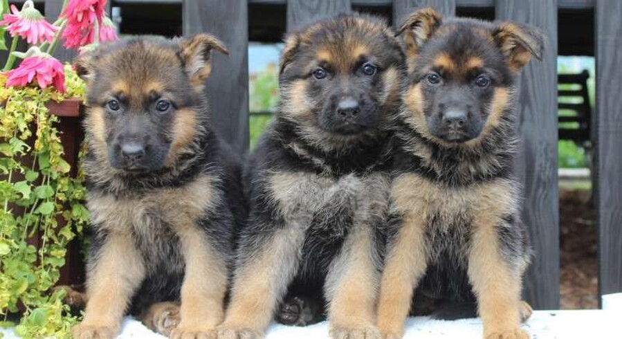 German Shepherd.Meet Baby a Puppy for Adoption.