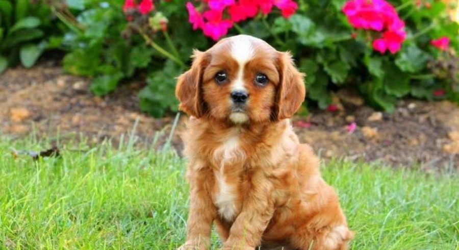 king charles spaniel adoption king charles spaniel adoption