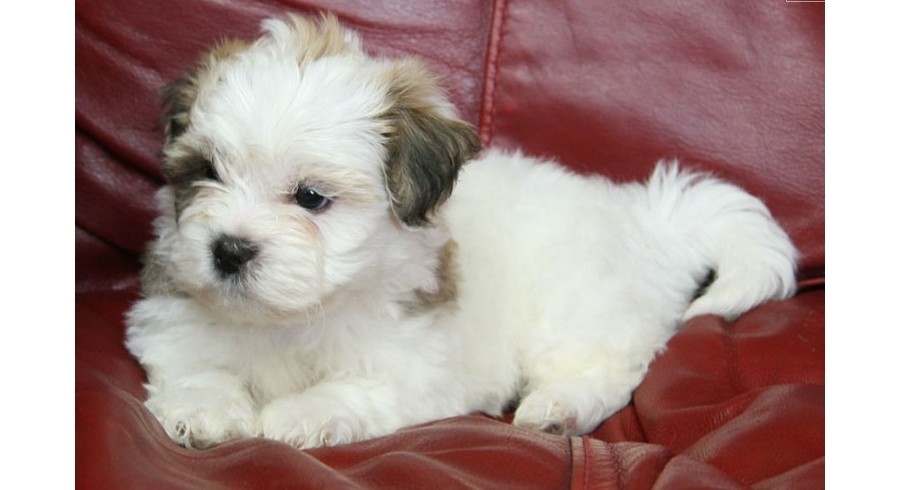 shichon dogs for adoption