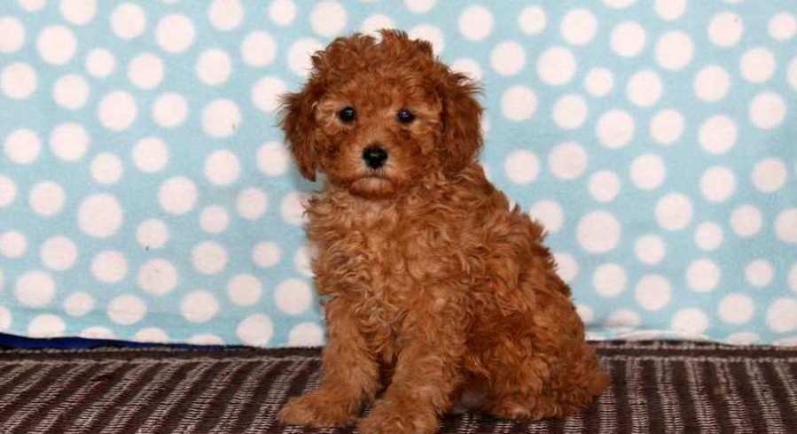 Miniature Poodle.Meet Vermont a Puppy for Adoption.