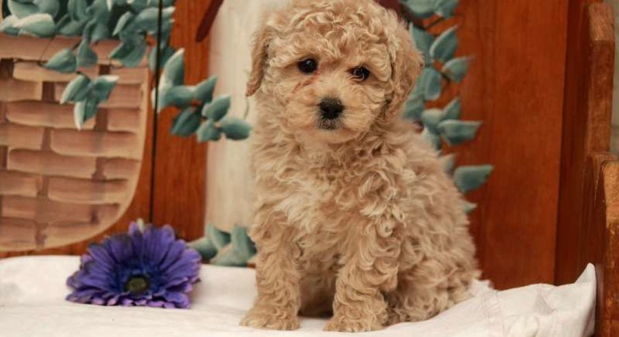 Miniature Poodle.Meet Alison A Puppy For Adoption.