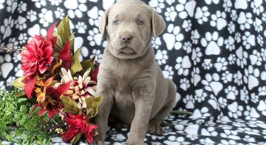 Where Can I Buy Dog Vaccines Where Can I Buy Dog Vaccines