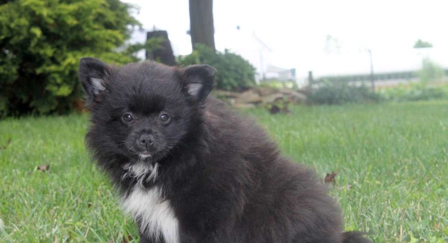 Pomeranian Mix.Meet Bailey a Puppy for Adoption.
