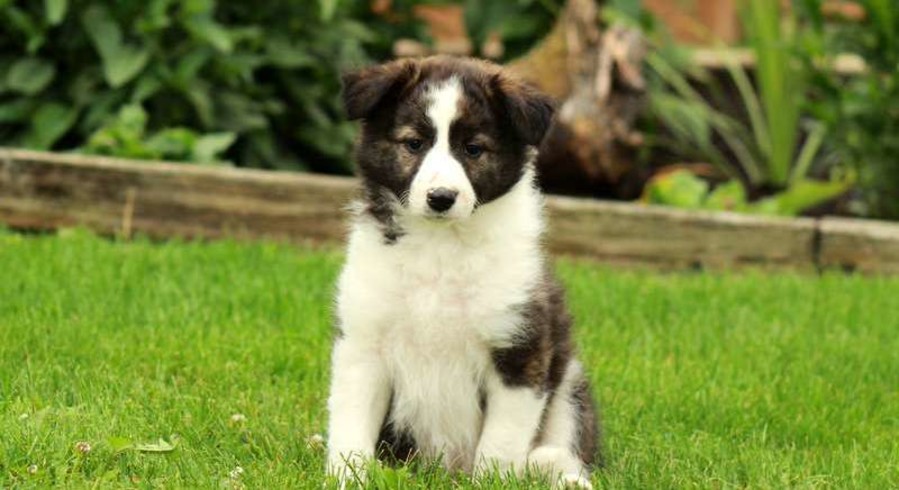 Border Collie Mix.Meet Sassy a Puppy for Adoption.