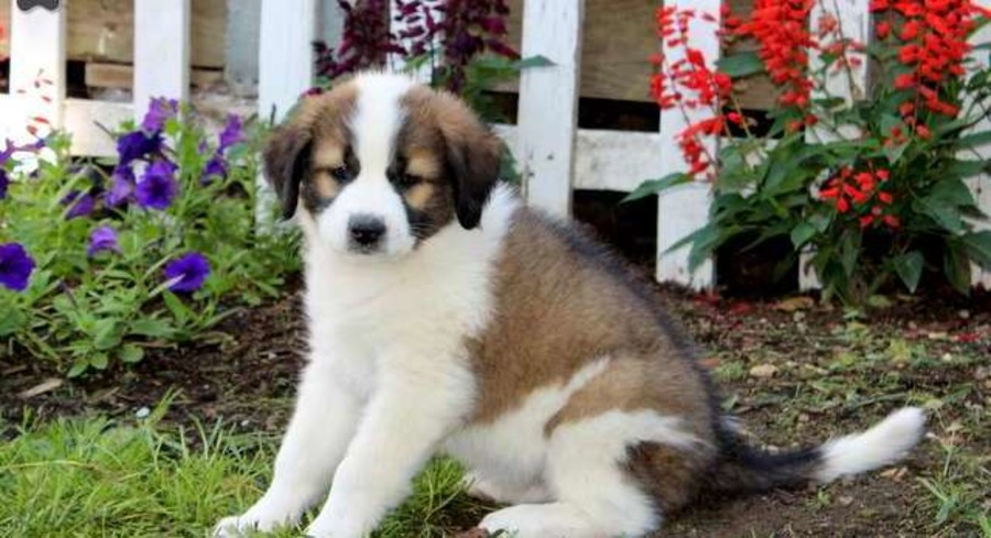 Saint Bernard Mix.Meet Daisy a Puppy for Adoption.