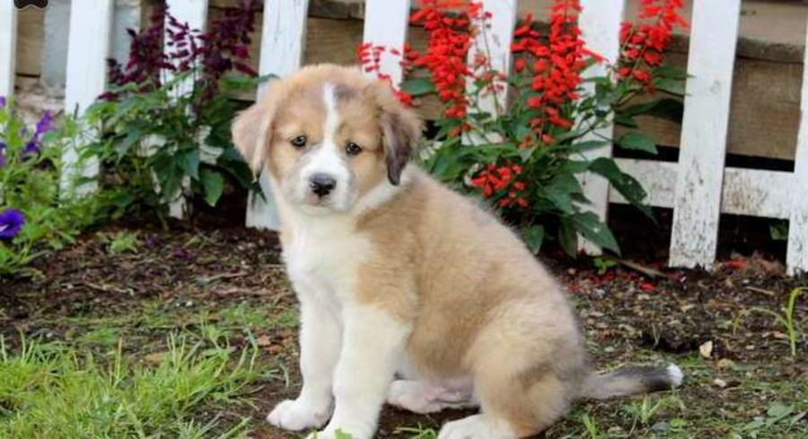 Saint Bernard Mix.Meet Dillon a Puppy for Adoption.