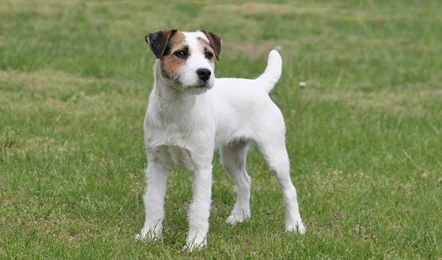 Black and tan jack russells for sale uk gumtree