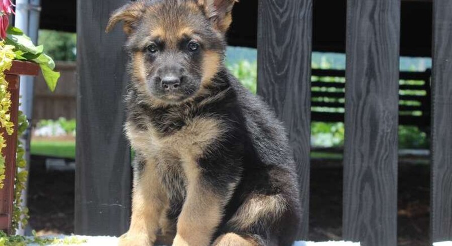 German Shepherd.Meet Baby a Puppy for Adoption.
