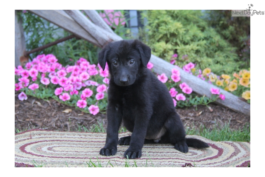 Saratoga, NY 12866 Pug/Rat Terrier Mix.Meet Vinny a Puppy for Adoption.