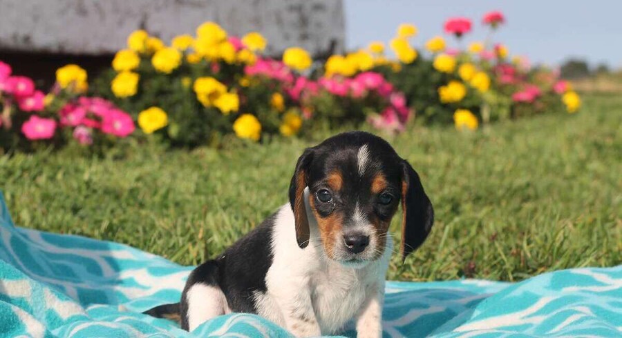 beagle doxie