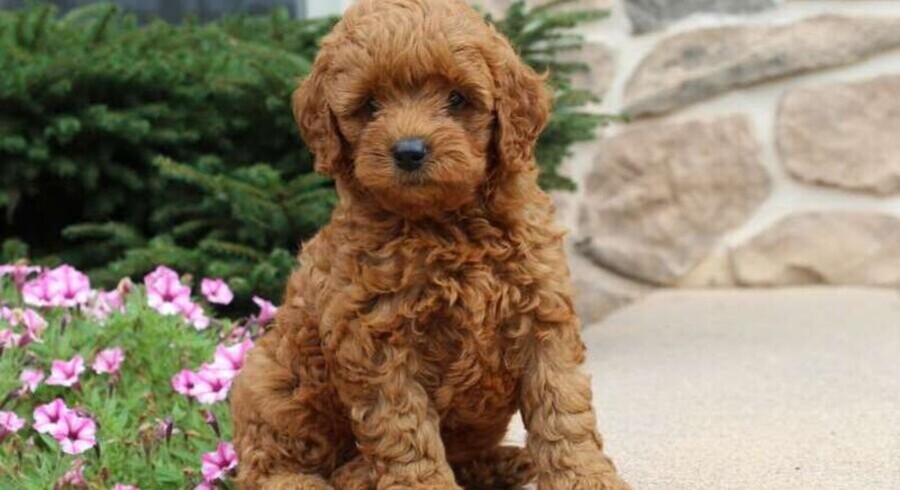 Goldendoodle-Miniature.Meet Caleb a Puppy for Adoption.