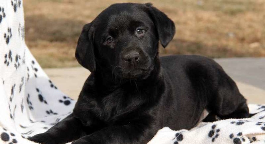 Labrador Retriever - Black.Meet Grace a Puppy for Adoption.