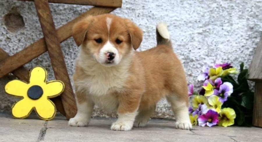 Pembroke Welsh Corgi Mix.Meet Beauty a Puppy for Adoption.