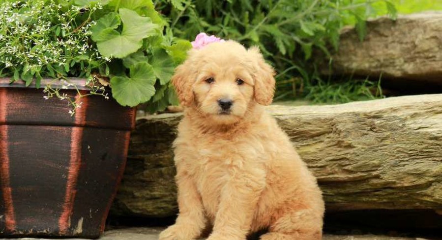Mini Labradoodle.Meet Pocket a Puppy for Adoption.