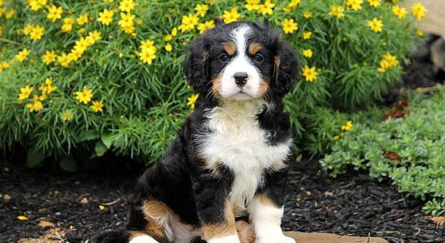 Miniature Bernese Mountain Dog.Meet Paxton a Puppy for Adoption.