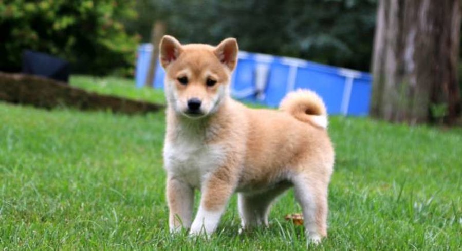 Shiba Inu Adoption