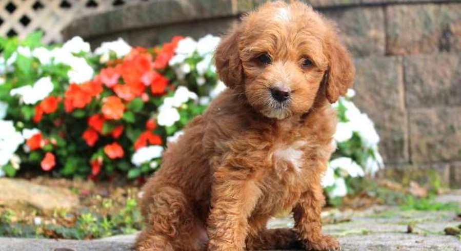 Mini Labradoodle.Meet Indiana a Puppy for Adoption.