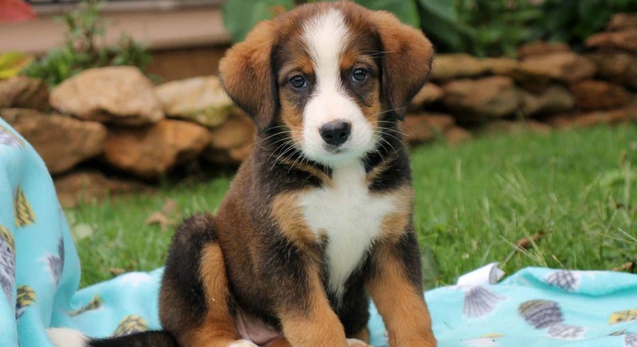 Bernese Mountain Dog Mix.Meet Fiona a Puppy for Adoption.