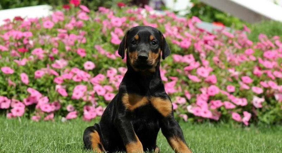 Doberman Pinscher.Meet Dodger a Puppy for Adoption.