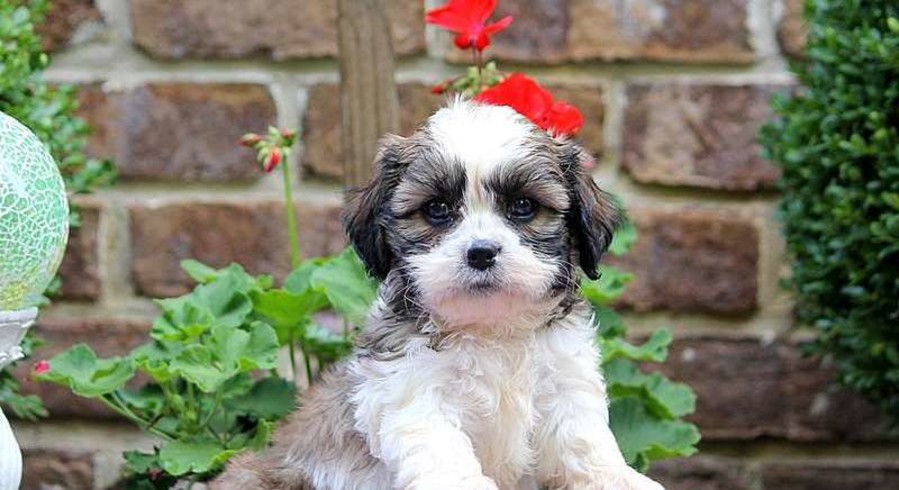 CavaTzu.Meet Artie a Puppy for Adoption.