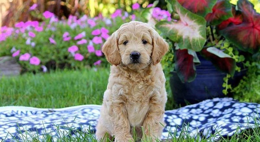 Mini Goldendoodle Meet Gavin A Puppy For Adoption