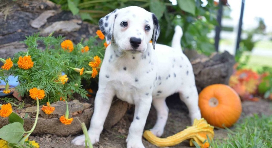 Dalmatian.Meet Gracie a Puppy for Adoption.