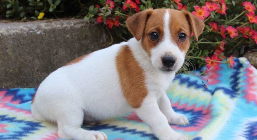 Jack Russell Terrier.Meet Danny a Puppy for Adoption.