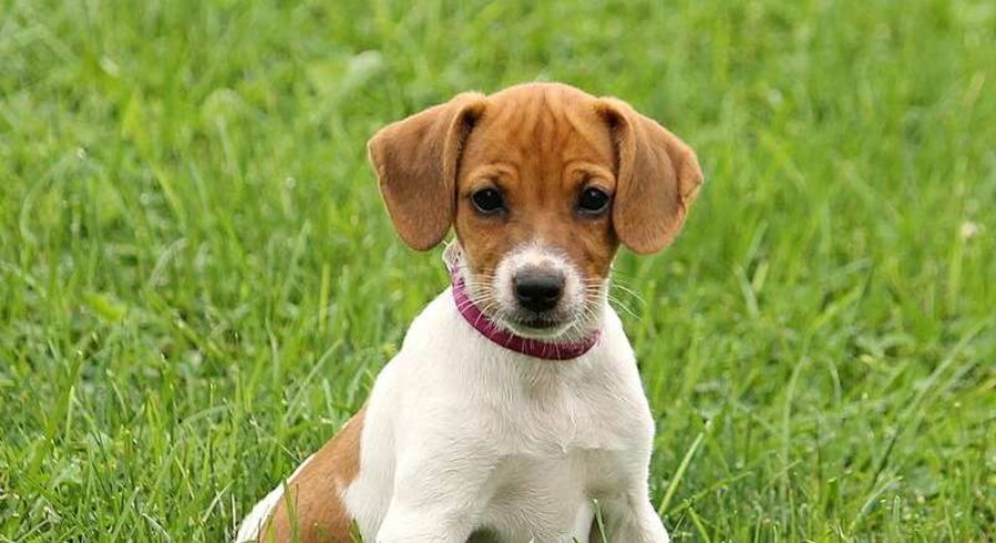 Jack Russell Mix.Meet Adelle a Puppy for Adoption.