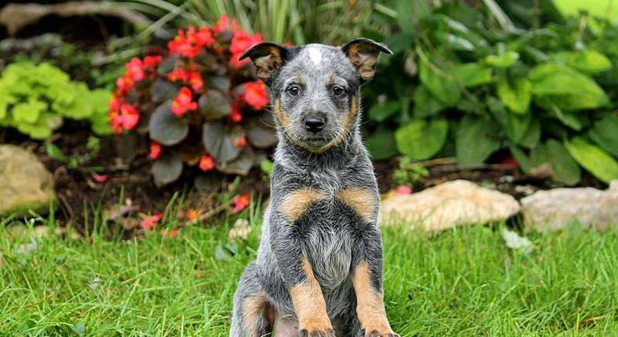 Blue Heeler Mix.Meet Tootsie a Puppy for Adoption.