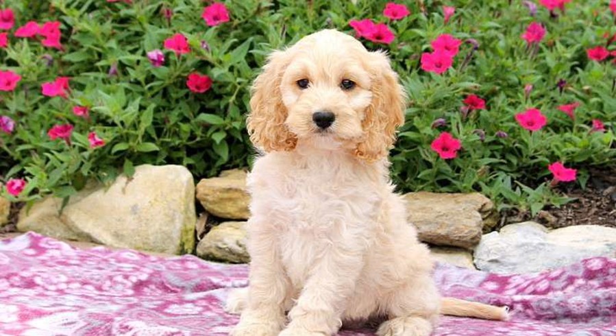 Cockapoo Meet Hope A Puppy For Adoption cockapoo-meet-hope-a-puppy-for-adoption