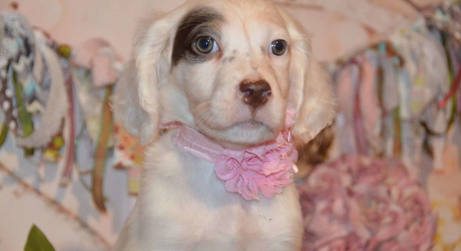 English Setter.Meet Leah a Puppy for Adoption.