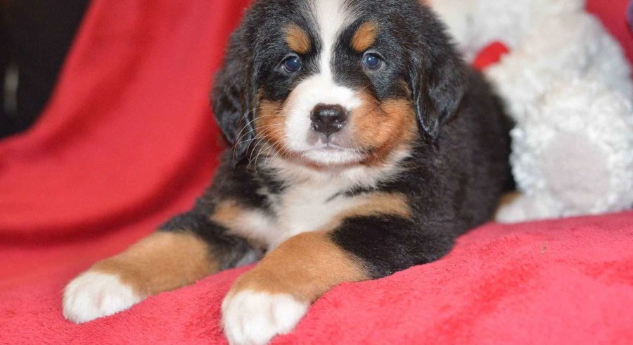 Bernese Mountain Dog.Meet Lulu a Puppy for Adoption.