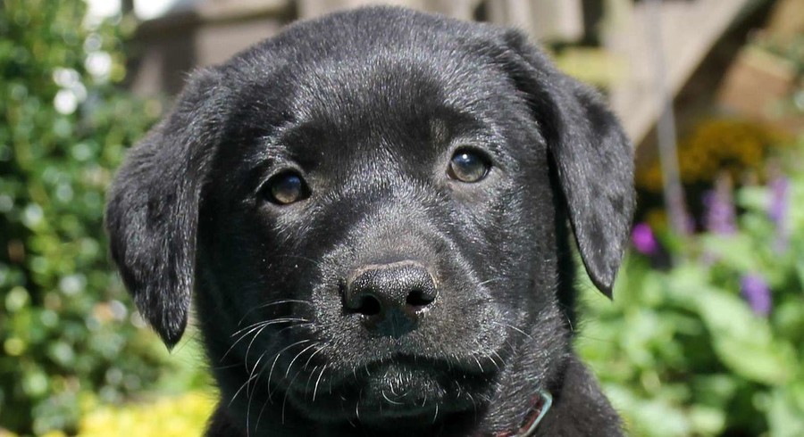 Black Labrador Retriever.Meet Edith a Puppy for Adoption.