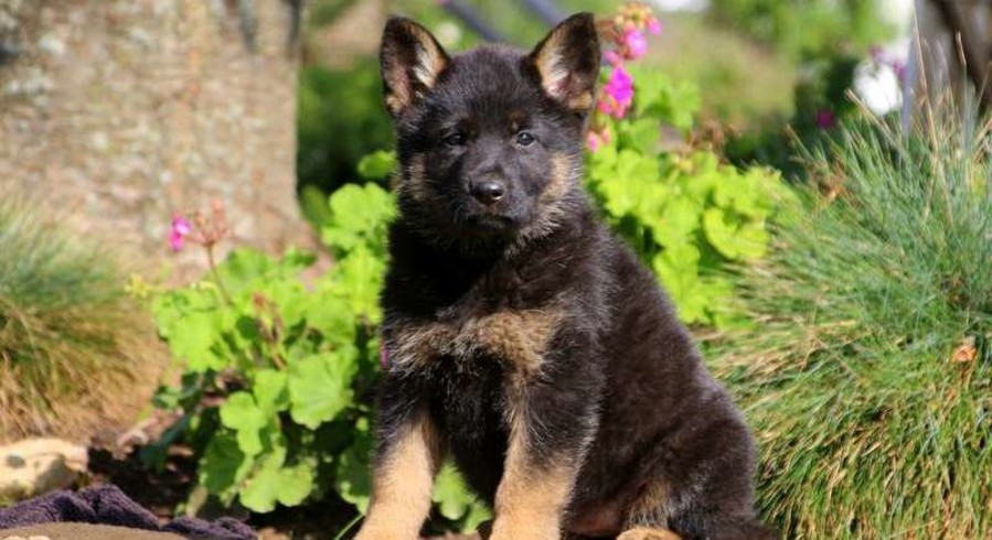 German Shepherd.Meet Reba a Puppy for Adoption.