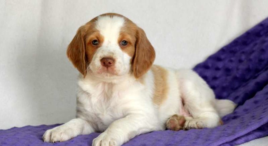 Brittany Spaniel.Meet Chance A Puppy For Adoption.