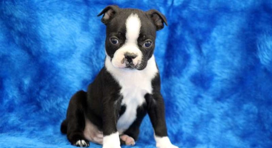 Boston Terrier.Meet Abe a Puppy for Adoption.