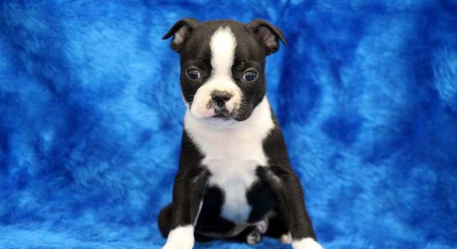 Boston Terrier.Meet Abe a Puppy for Adoption.