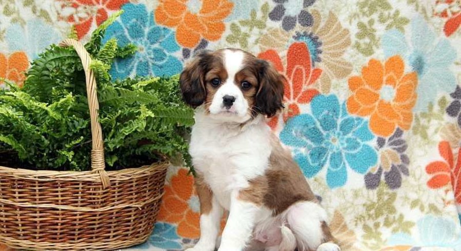 Cavalier King Charles Mix.Meet Taylor a Puppy for Adoption.