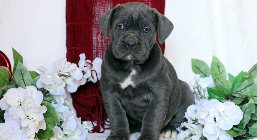 Cane Corso.Meet Hadley a Puppy for Adoption.