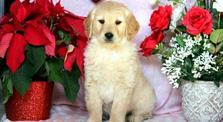 teddy golden retriever