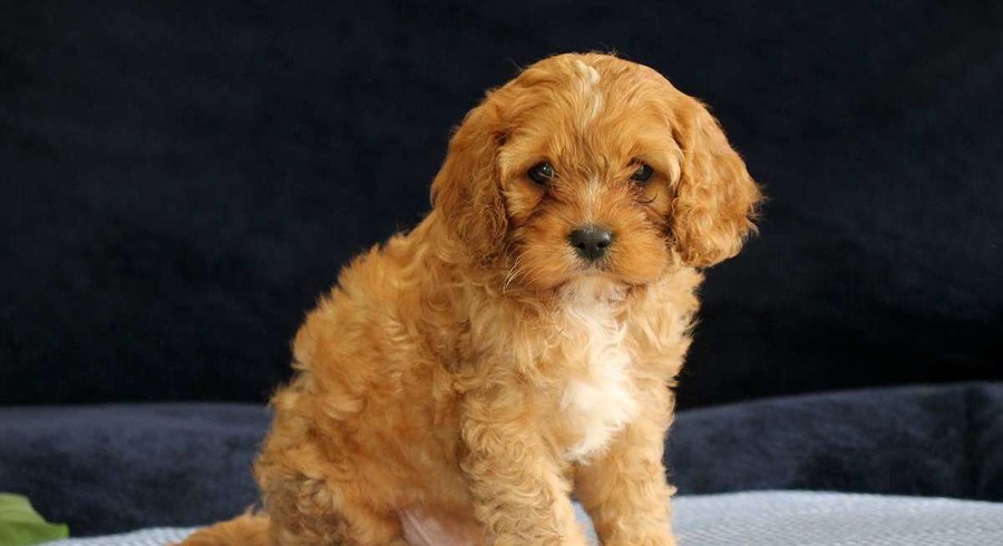 Cavapoo.Meet Eugene a Puppy for Adoption.