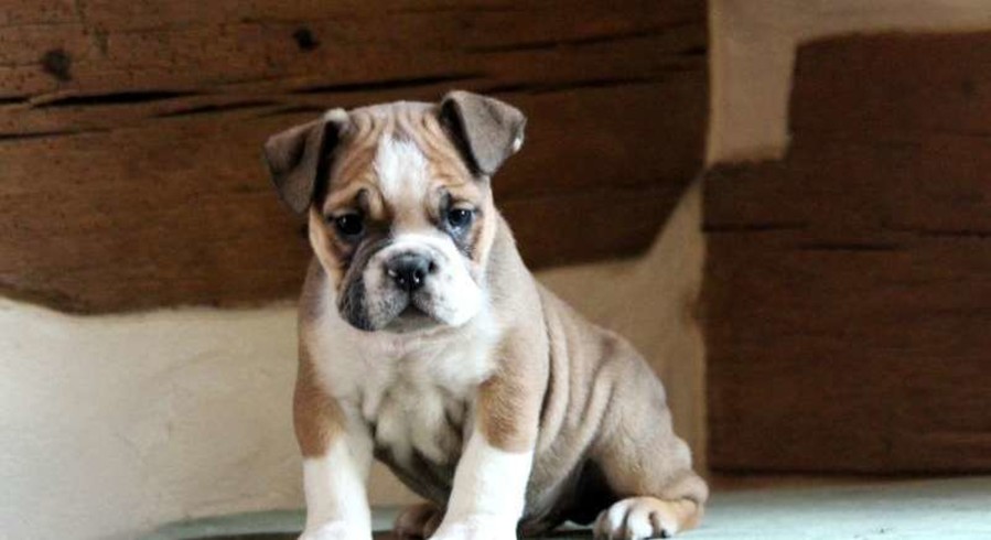 teddy bulldog