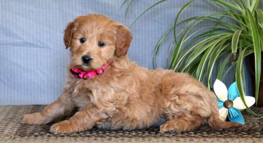 Mini Goldendoodle Meet Gavin A Puppy For Adoption