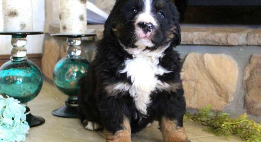 Bernese Mountain Dog Mix.Meet Vanessa a Puppy for Adoption.