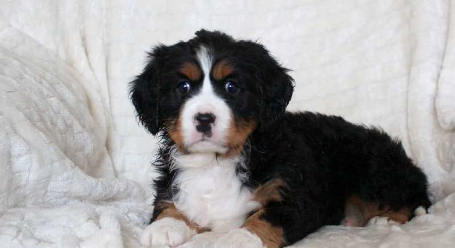 57+ Mini Bernese Mountain Dog Rescue Pic - Bleumoonproductions